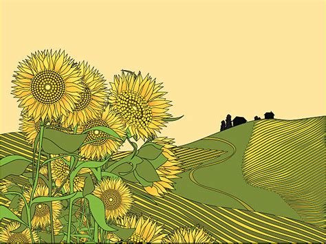 Sunflower Field Clip Art Vector Images And Illustrations