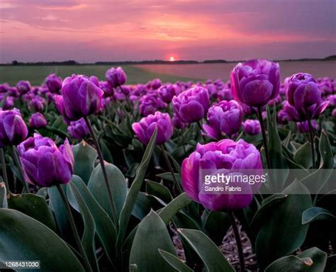 Tulip Field Photos And Premium High Res Pictures Getty Images