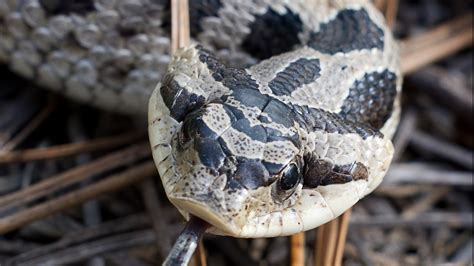Southern Hognose Snake Georgia Lawsuit To Declare Endangered