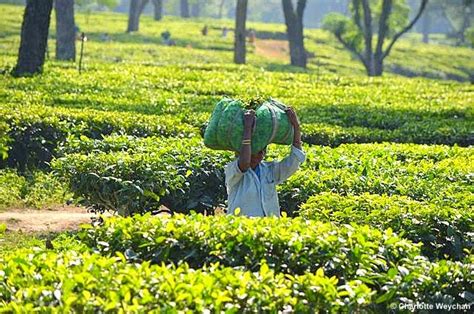Thoughtful Thursday Tea Plantations In Assam