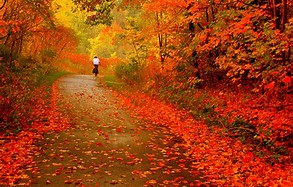 Image result for sweep the autumn leave