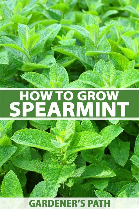 How To Plant And Grow Spearmint Make House Cool
