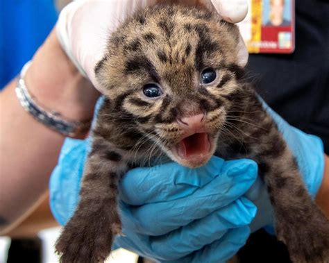 Cuteness alert: Zoo Miami shows off clouded leopard kittens | The Star