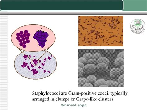 Ppt Isolation And Identification Of Gram Positive Cocci Powerpoint Presentation Id369391