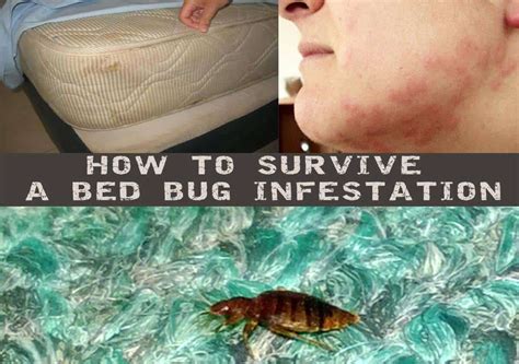 How To Survive A Bed Bug Infestation