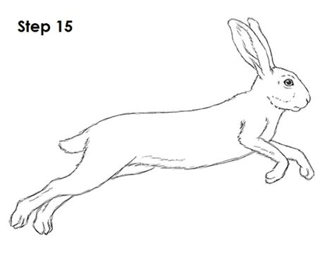 How To Draw A Hare