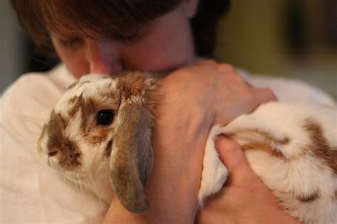 8 Reasons Bunnies Make The Best Pets