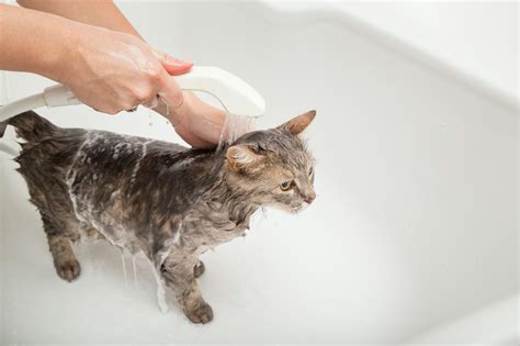 8 Helpful Tips To Bathe Your Cat Safely Vet Approved