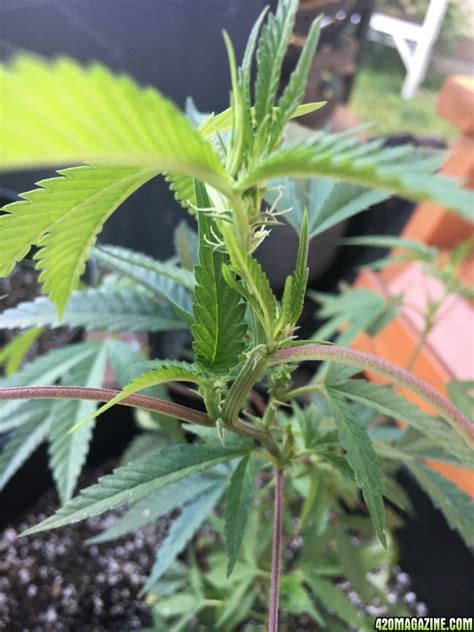 Usually, the symptoms of excess watering are similar to underwatering, but you can easily observe that you were overwatering by checking out the soil and drainage. How can I tell whether my drooping plant is overwatered or ...