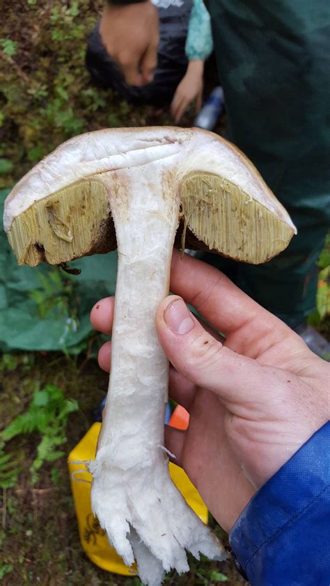 Need Help Iding 3 Different Boletes Mushroom Hunting And