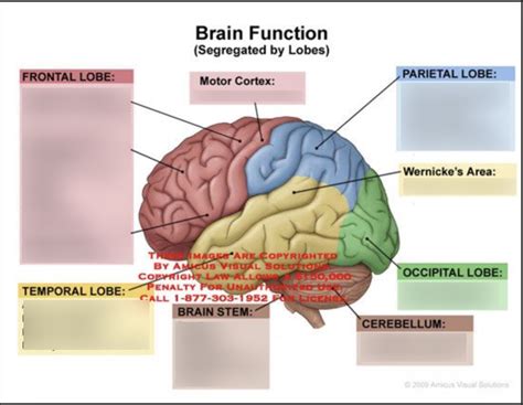 Functions Of Different Parts Of The Brain Diagram Quizlet