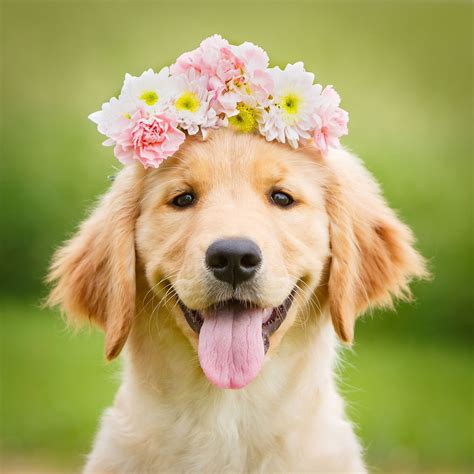 Cute Wallpaper Summer Golden Retriever Puppy Pictures Pets Lovers