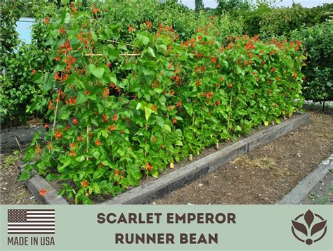 Scarlet Emperor Runner Bean Seeds Phaseolus Coccineus Etsy
