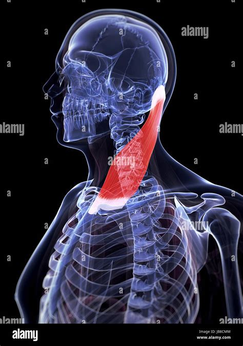 Sternocleidomastoid Muscle Hi Res Stock Photography And Images Alamy