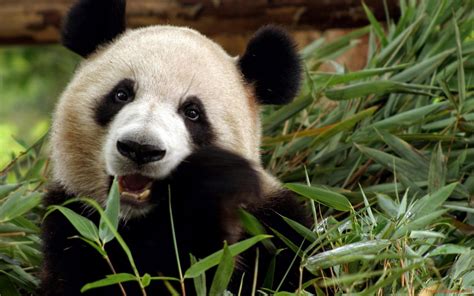 Giant Pandas Wallpapers Free Pictures On Greepx
