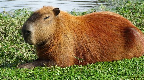Cute Capybara Wallpapers Top Free Cute Capybara Backgrounds