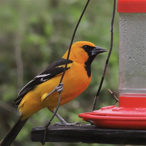 Black And Orange Birds Picture And Id Guide Bird Advisors