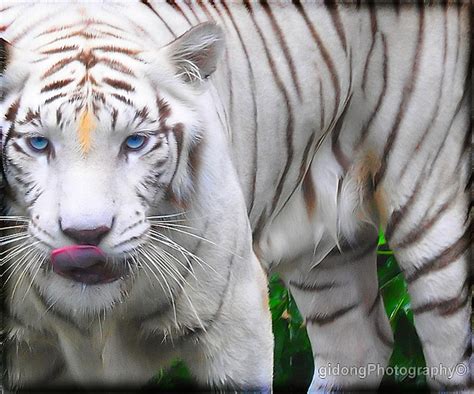 34 Harimau Putih Mata Merah Ani Gambar