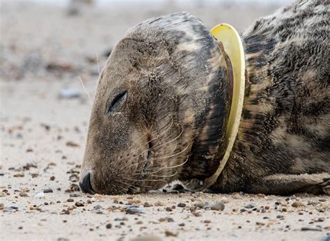 Study Finds 100 Of Marine Life Washed Up On British Shores Had