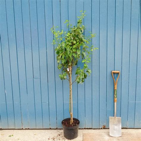 Conference Pear Tree Buy Young Mature And Cordon Pear Trees