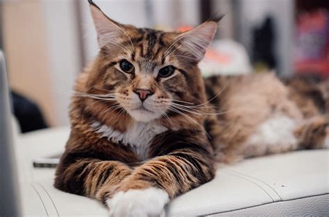 5 Fakta Unik Mengenai Kucing Maine Coon