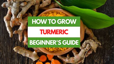 How To Grow Turmeric A Beginner S Guide Gardening Eats
