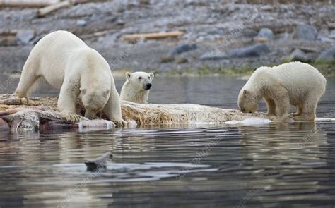Polar Bears Eating A Whale Stock Image C0146035 Science Photo