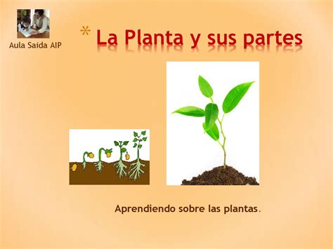 La Planta Y Sus Partes By Aula Saida Matematica Aip Issuu