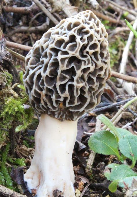 Mushroom Observer: Observation 90709: Morchella esculentoides M.Kuo et ...