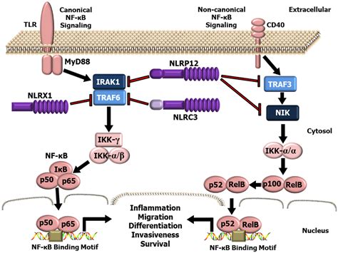 Frontiers Non Inflammasome Forming Nlrs In Inflammation And Tumorigenesis