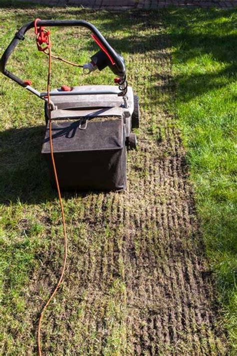 It will help with establishing a better lawn for the season ahead. When Should You Dethatch Your Lawn? in 2020 | Dethatching ...