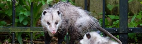 Opossum Trapping And Removal In Nashville Clarksville And Franklin Tn