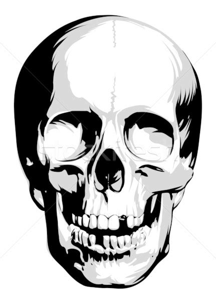 Vector Skull Vector Illustration © Misha 139684