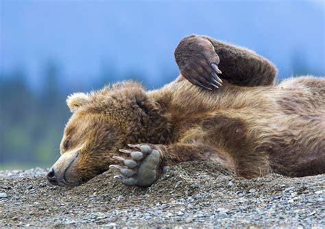 Superb Nature — Sleeping Bear By Erlend1 Ifttt1vedcd9