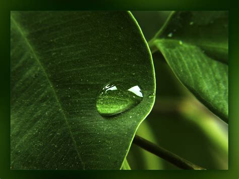 🔥 Download Green Wallpaper Widescreen Nature By Pwoodard53 Green