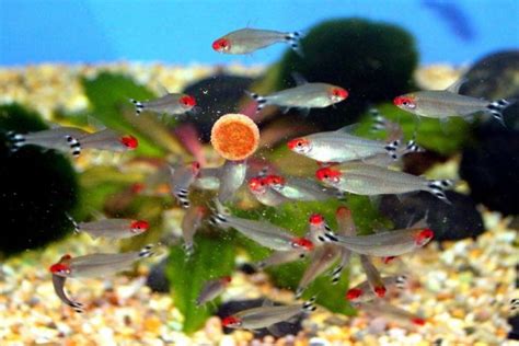 Maybe you would like to learn more about one of these? 10 Ikan Hias Kecil Bergerombol untuk Mempercantik Akuarium ...