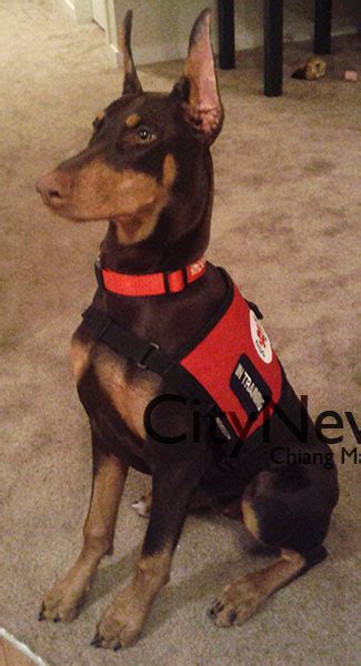 We did not find results for: CityNews Archive - Doberman (and Owner) Raise Awareness ...