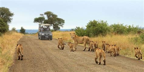 Lion Sighting In Kruger National Park Moriti Private Safaris