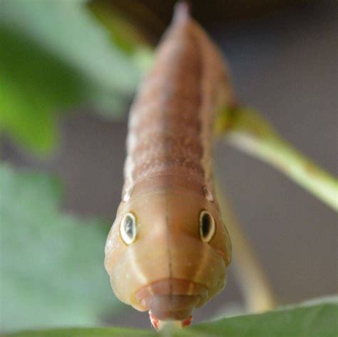 8 Spectacular Caterpillars That Look Like Snakes Hawk Moth Snake