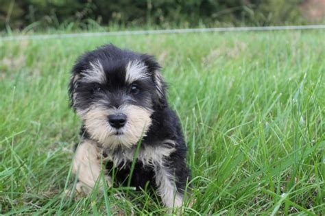 They are 12 weeks now i have one female german shepherd puppy for sale she is akc registered and is black she has had her shots and been wormed she will make a good. Miniature Schnauzer puppy dog for sale in Westmoreland ...