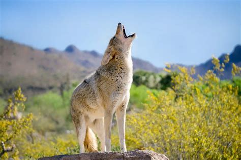 What Do Coyotes Sound Like? - Audio & Video Examples