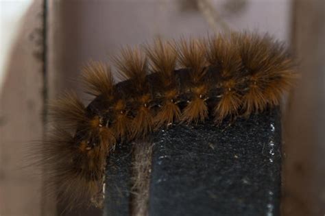 Caterpillar Estigmene Acrea Bugguide Net