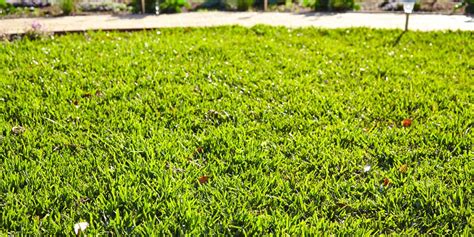 Whether it is an area for your kids to play on, entertaining guests or just something nice to look at, when growing a lawn it's important to choose the right type of grass to suit your needs. How to improve your lawn this Spring - Page 3 | Bunnings Workshop community