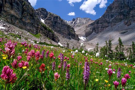 Ogalalla Flowers Indian Peaks Wilderness Colorado