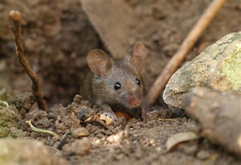 In freier natur fressen mäuse nämlich im laufe ihres tages viele kleinere insekten. Mäuse vertreiben » So werden Sie die Schädlinge giftfrei los