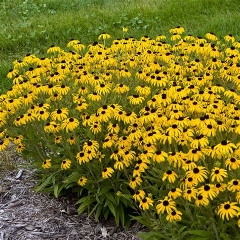 Photo Essay 16 Yellow Perennials Perennial Resource
