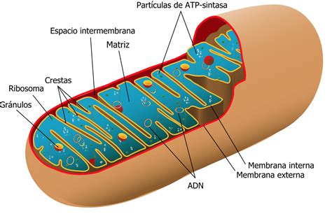 Mitocondrias La Fábrica De Energía De La Célula