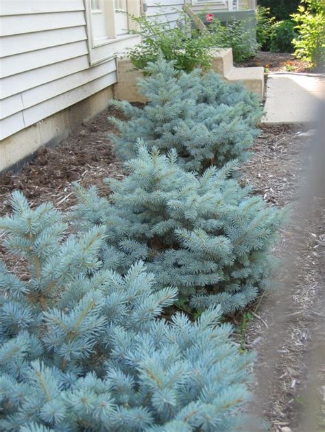 How To Plant A Blue Spruce Keituber