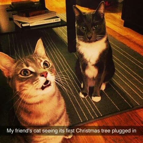 14 Hilarious Cats That Are Totally Not Amused