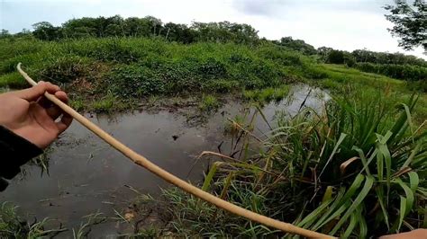 Some snakeheads eat their young. TERNYATA DI SINI LUBUK IKAN HARUAN - YouTube